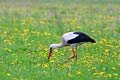 bild stork